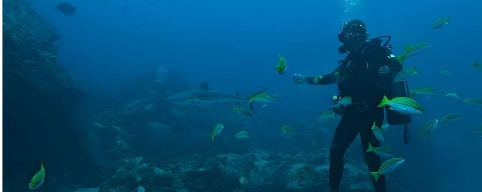 White Tip Dive Centre