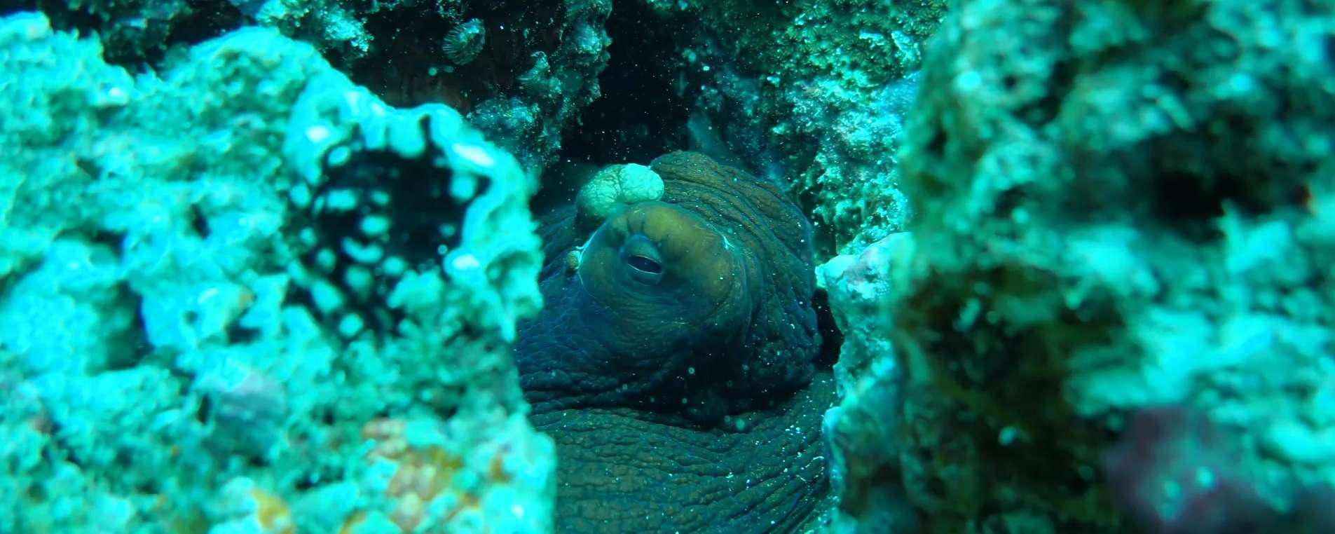 UDive Centre Praslin